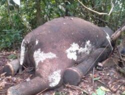 Satu Ekor Gajah Sumatera Ditemukan Mati di Seblat