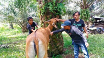 Sapi Terinfeksi Jembrana Aman Dikonsumsi? Berikut Penjelasan Dokter Hewan