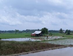 Kendala yang Dihadapi Petani Dapat Diselesaikan Melalui Penyuluh