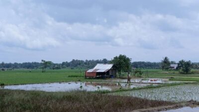 Kendala yang Dihadapi Petani Dapat Diselesaikan Melalui Penyuluh