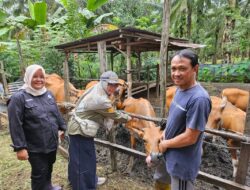 Cegah Ternak Terinfeksi Jembrana, Pemkot Mukomuko Sediakan 2.000 Vaksin Gratis