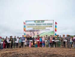 Gerakan Tanam Padi Gogo, Untuk Manfaatkan Lahan Kosong di Pulau Enggano