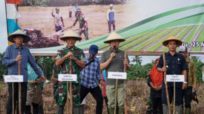 Menanam Padi Gogo Tak Perlu Saluran Irigasi