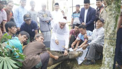 Usai Sholat Id, Pemkab Kepahiang Potong 10 Ekor Hewan Kurban