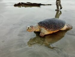 Biota Laut Dilindungi Ditemukan Mati Terdampar di Pantai Seluma