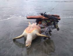 Warga Temukan Penyu Sebesar Orang Dewasa Terdampar di Pantai Seluma