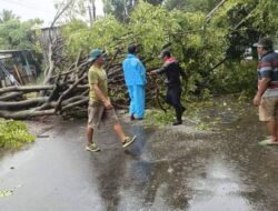 Waspada! Cuaca Ekstrem, Banyak Pohon Tumbang di Kota Bengkulu